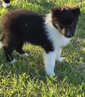 Pixie, a female Shetland Sheepdog for sale in Luray, MO – 4 of 6