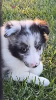 Giggles, a male Shetland Sheepdog for sale in Luray, MO – 4 of 7