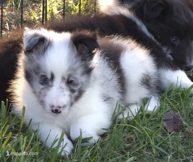 Peanut – Shetland Sheepdog puppy for sale in Luray, MO