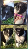 Honey, a female Shetland Sheepdog for sale in Luray, MO – 4 of 8