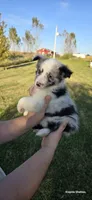 Peanut, a male Shetland Sheepdog for sale in Luray, MO – 6 of 8