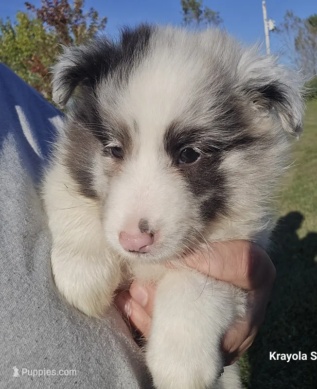 Milo – Shetland Sheepdog puppy for sale in Luray, MO