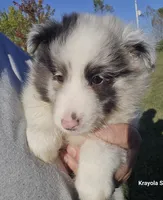 Milo, a male Shetland Sheepdog for sale in Luray, MO – 1 of 8