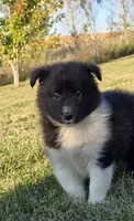 Cooper, a male Shetland Sheepdog for sale in Luray, MO – 7 of 9