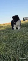Cooper, a male Shetland Sheepdog for sale in Luray, MO – 8 of 9