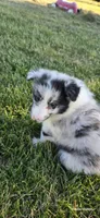 Giggles, a male Shetland Sheepdog for sale in Luray, MO – 7 of 7