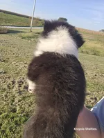 Willow, a female Shetland Sheepdog for sale in Luray, MO – 4 of 5