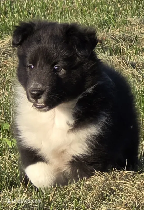 Teddy – Shetland Sheepdog puppy for sale in Luray, MO