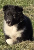 Teddy, a male Shetland Sheepdog for sale in Luray, MO – 1 of 6