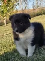 Teddy, a male Shetland Sheepdog for sale in Luray, MO – 3 of 6