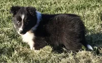 Honey, a female Shetland Sheepdog for sale in Luray, MO – 7 of 8