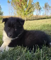 Cooper, a male Shetland Sheepdog for sale in Luray, MO – 3 of 9