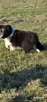 Honey, a female Shetland Sheepdog for sale in Luray, MO – 5 of 8