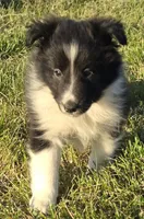 Honey, a female Shetland Sheepdog for sale in Luray, MO – 8 of 8