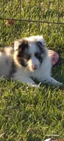 Milo, a male Shetland Sheepdog for sale in Luray, MO – 6 of 8