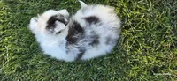 Milo, a male Shetland Sheepdog for sale in Luray, MO – 8 of 8