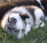 Peanut, a male Shetland Sheepdog for sale in Luray, MO – 4 of 8