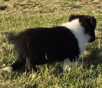 Pixie, a female Shetland Sheepdog for sale in Luray, MO – 5 of 6