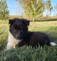 Cooper, a male Shetland Sheepdog for sale in Luray, MO – 2 of 9