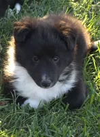 Willow, a female Shetland Sheepdog for sale in Luray, MO – 5 of 5