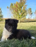 Cooper, a male Shetland Sheepdog for sale in Luray, MO – 5 of 9