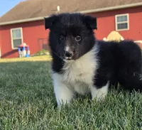 Cooper, a male Shetland Sheepdog for sale in Luray, MO – 4 of 9