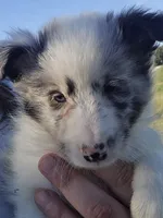 Peanut, a male Shetland Sheepdog for sale in Luray, MO – 7 of 8