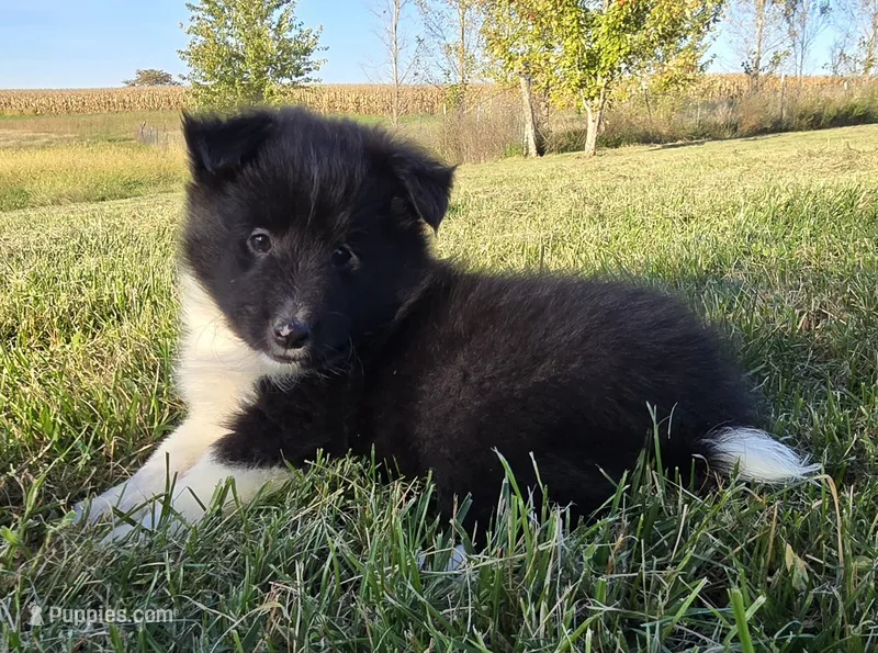 Cooper – Shetland Sheepdog puppy for sale in Luray, MO