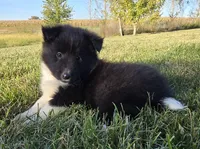 Cooper, a male Shetland Sheepdog for sale in Luray, MO – 1 of 9
