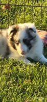 Milo, a male Shetland Sheepdog for sale in Luray, MO – 3 of 8