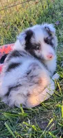 Giggles, a male Shetland Sheepdog for sale in Luray, MO – 2 of 7