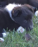 Willow, a female Shetland Sheepdog for sale in Luray, MO – 2 of 5