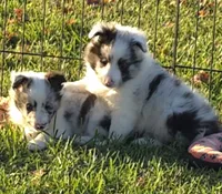 Milo, a male Shetland Sheepdog for sale in Luray, MO – 5 of 8