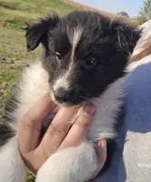 Honey, a female Shetland Sheepdog for sale in Luray, MO – 2 of 8