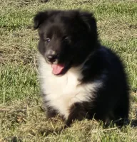 Teddy, a male Shetland Sheepdog for sale in Luray, MO – 5 of 6