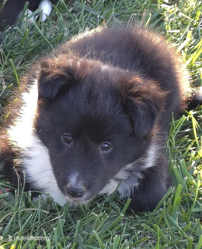 Willow – Shetland Sheepdog puppy for sale in Luray, MO