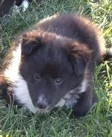 Willow, a female Shetland Sheepdog for sale in Luray, MO – 1 of 5
