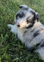 Giggles, a male Shetland Sheepdog for sale in Luray, MO – 6 of 7