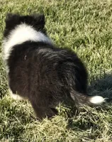 Honey, a female Shetland Sheepdog for sale in Luray, MO – 6 of 8