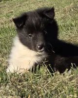 Teddy, a male Shetland Sheepdog for sale in Luray, MO – 4 of 6