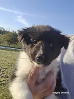 Pixie, a female Shetland Sheepdog for sale in Luray, MO – 6 of 6