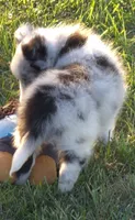 Peanut, a male Shetland Sheepdog for sale in Luray, MO – 8 of 8