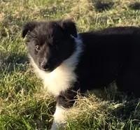 Pixie, a female Shetland Sheepdog for sale in Luray, MO – 3 of 6