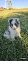 Milo, a male Shetland Sheepdog for sale in Luray, MO – 7 of 8