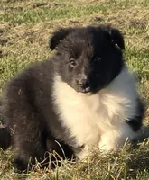 Pixie, a female Shetland Sheepdog for sale in Luray, MO – 2 of 6