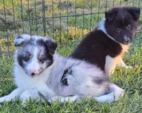 Giggles, a male Shetland Sheepdog for sale in Luray, MO – 1 of 7