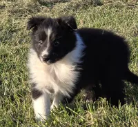 Honey, a female Shetland Sheepdog for sale in Luray, MO – 3 of 8