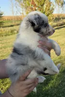 Peanut, a male Shetland Sheepdog for sale in Luray, MO – 3 of 8