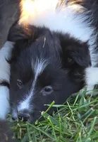 Honey, a female Shetland Sheepdog for sale in Luray, MO – 1 of 8