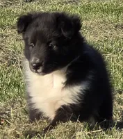 Teddy, a male Shetland Sheepdog for sale in Luray, MO – 6 of 6